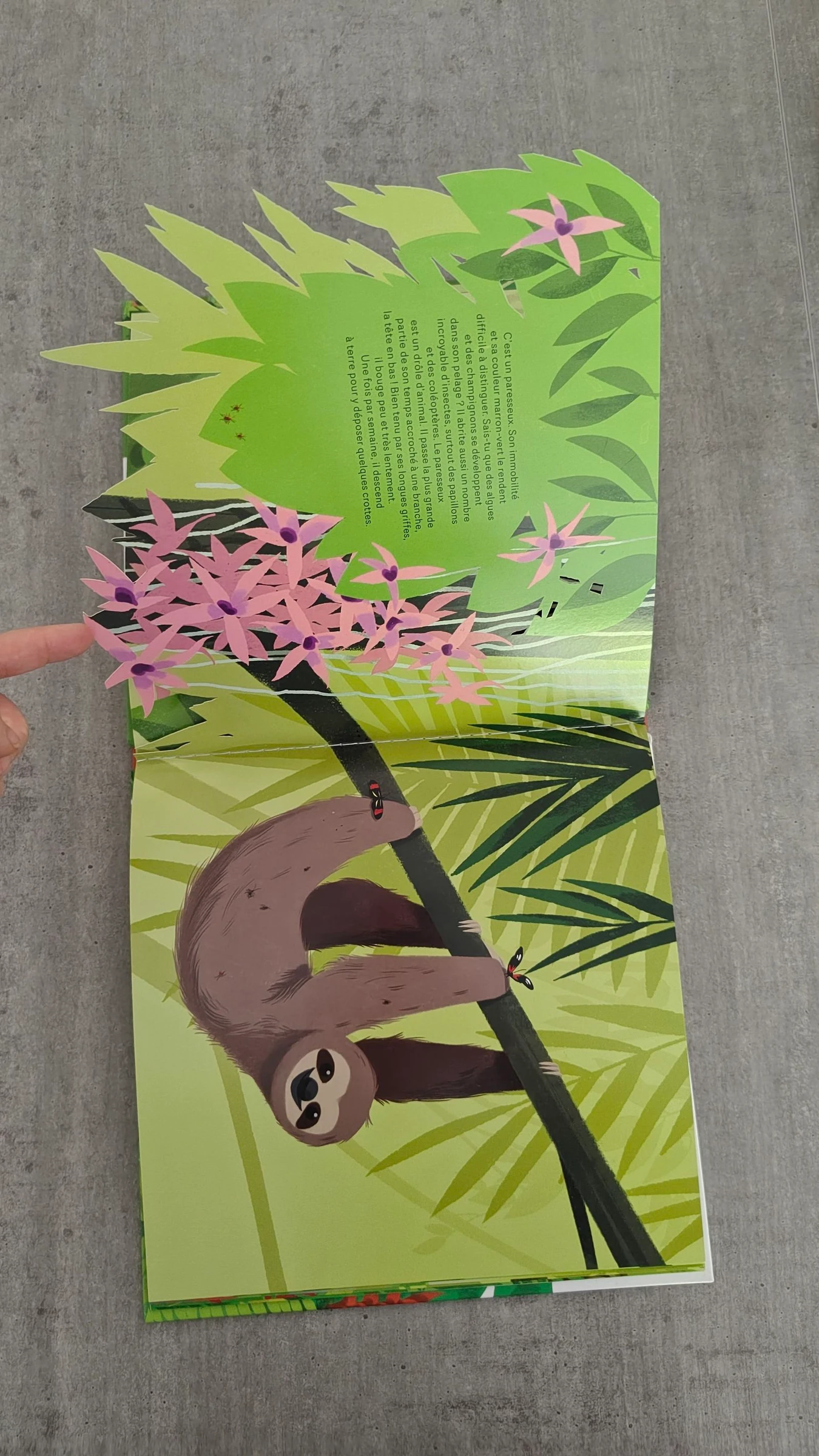 Libro "Escondido en la selva tropical" - Álbum para niños – photo 8